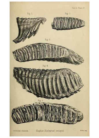 Reproducción/Reproduction 8435344545: Palaeontological memoirs and notes of H. Falconer, with a biographical sketch of the author.. London,1868.
