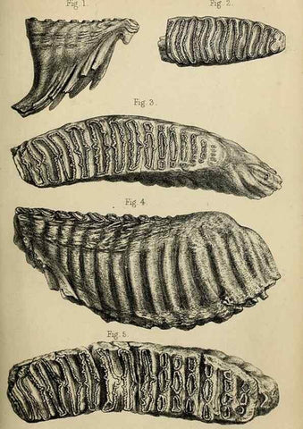 Reproducción/Reproduction 8435344545: Palaeontological memoirs and notes of H. Falconer, with a biographical sketch of the author.. London,1868.