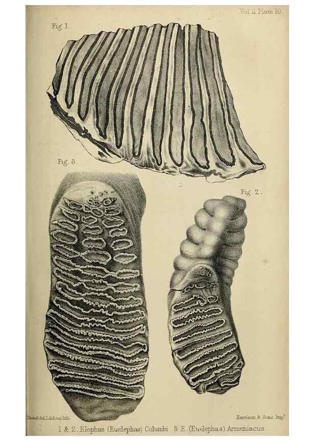 Reproducción/Reproduction 8435345613: Palaeontological memoirs and notes of H. Falconer, with a biographical sketch of the author.. London,1868.