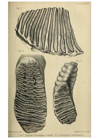 Reproducción/Reproduction 8435345613: Palaeontological memoirs and notes of H. Falconer, with a biographical sketch of the author.. London,1868.
