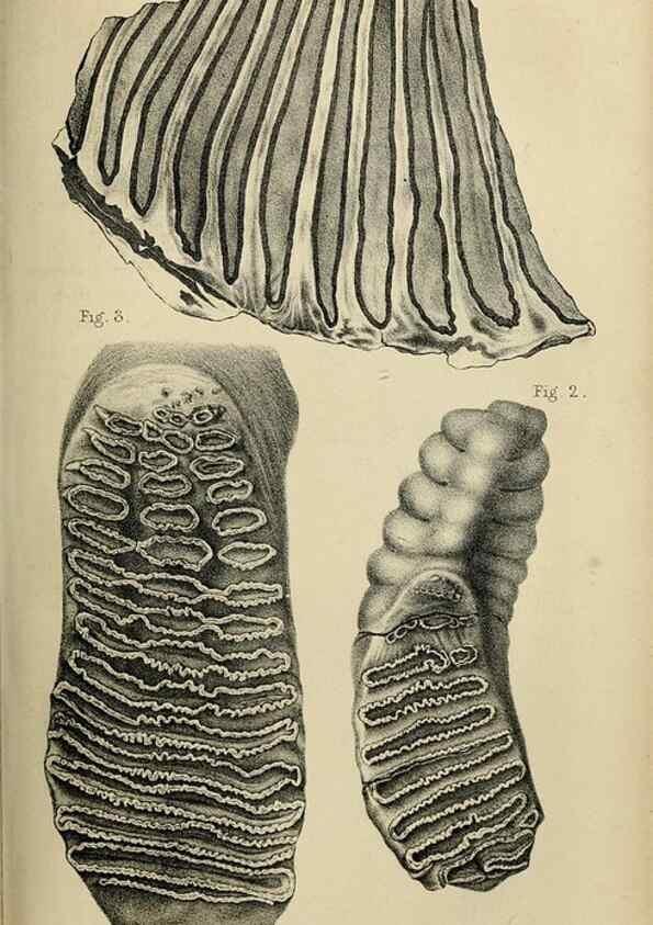 Reproducción/Reproduction 8435345613: Palaeontological memoirs and notes of H. Falconer, with a biographical sketch of the author.. London,1868.