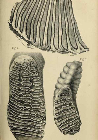 Reproducción/Reproduction 8435345613: Palaeontological memoirs and notes of H. Falconer, with a biographical sketch of the author.. London,1868.