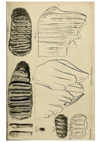 Reproducción/Reproduction 8436432370: Palaeontological memoirs and notes of H. Falconer, with a biographical sketch of the author.. London,1868.