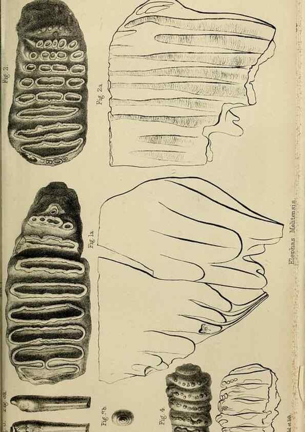 Reproducción/Reproduction 8436432370: Palaeontological memoirs and notes of H. Falconer, with a biographical sketch of the author.. London,1868.