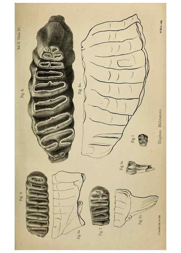 Reproducción/Reproduction 8436432978: Palaeontological memoirs and notes of H. Falconer, with a biographical sketch of the author.. London,1868.