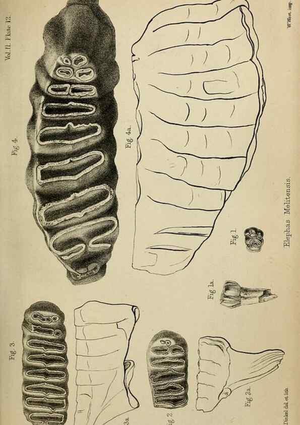 Reproducción/Reproduction 8436432978: Palaeontological memoirs and notes of H. Falconer, with a biographical sketch of the author.. London,1868.