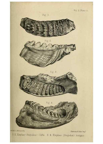 Reproducción/Reproduction 8436427912: Palaeontological memoirs and notes of H. Falconer, with a biographical sketch of the author.. London,1868.