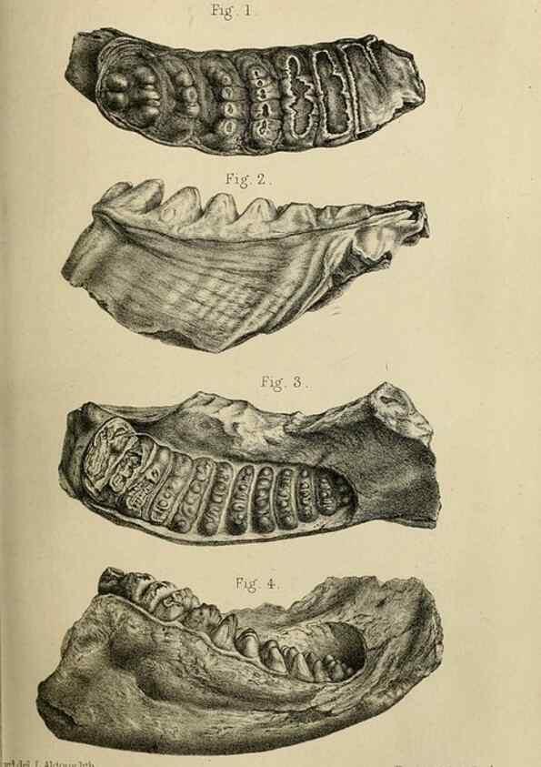 Reproducción/Reproduction 8436427912: Palaeontological memoirs and notes of H. Falconer, with a biographical sketch of the author.. London,1868.