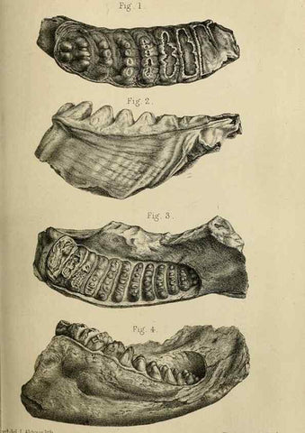 Reproducción/Reproduction 8436427912: Palaeontological memoirs and notes of H. Falconer, with a biographical sketch of the author.. London,1868.