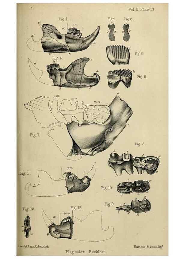 Reproducción/Reproduction 8435359837: Palaeontological memoirs and notes of H. Falconer, with a biographical sketch of the author.. London,1868.