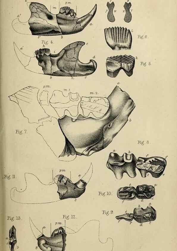 Reproducción/Reproduction 8435359837: Palaeontological memoirs and notes of H. Falconer, with a biographical sketch of the author.. London,1868.