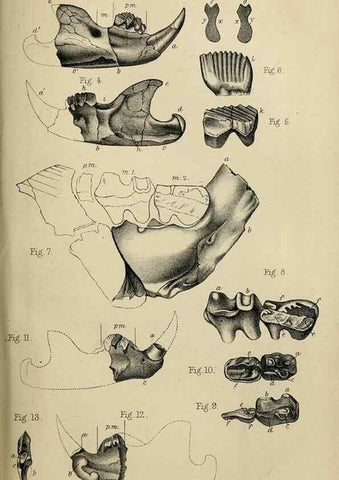 Reproducción/Reproduction 8435359837: Palaeontological memoirs and notes of H. Falconer, with a biographical sketch of the author.. London,1868.