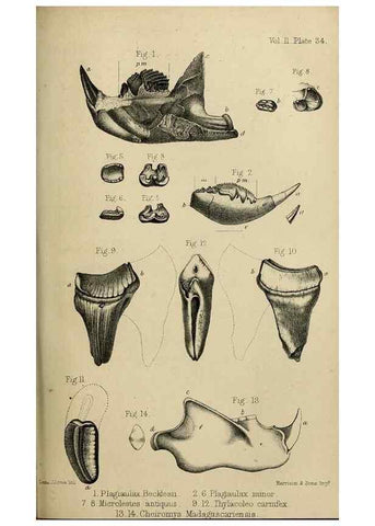 Reproducción/Reproduction 8436446016: Palaeontological memoirs and notes of H. Falconer, with a biographical sketch of the author.. London,1868.