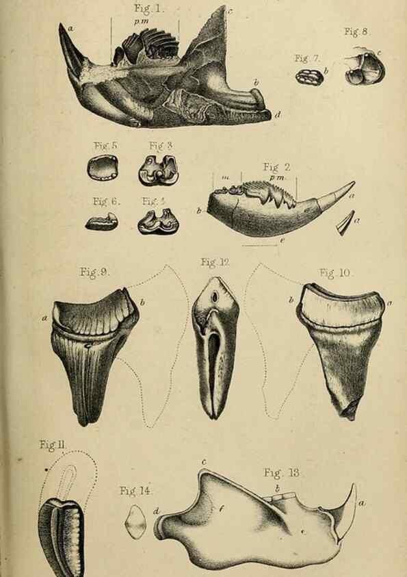 Reproducción/Reproduction 8436446016: Palaeontological memoirs and notes of H. Falconer, with a biographical sketch of the author.. London,1868.