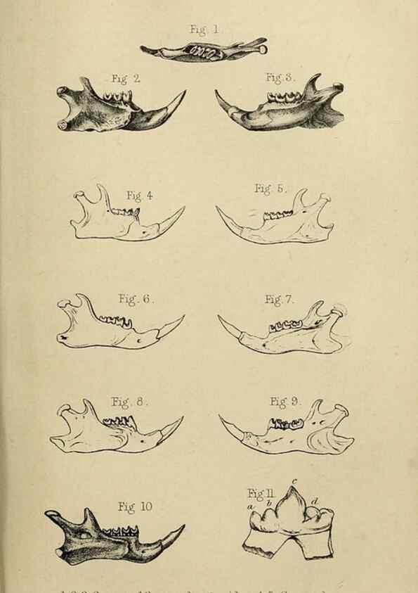 Reproducción/Reproduction 8435360779: Palaeontological memoirs and notes of H. Falconer, with a biographical sketch of the author.. London,1868.