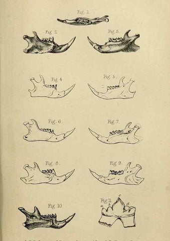 Reproducción/Reproduction 8435360779: Palaeontological memoirs and notes of H. Falconer, with a biographical sketch of the author.. London,1868.