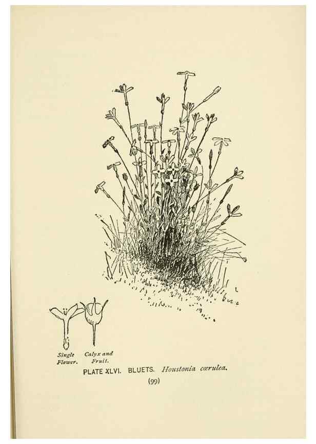Reproducción/Reproduction 8443904505: A guide to the wild flowers,. New York,Stokes[1899]