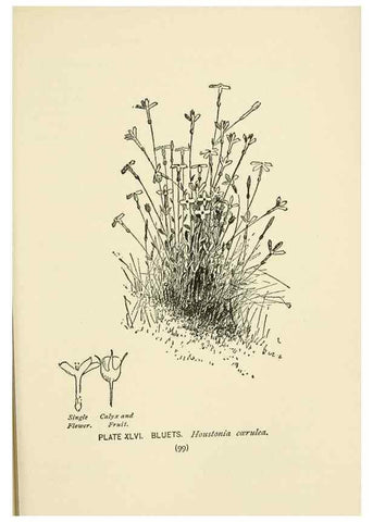 Reproducción/Reproduction 8443904505: A guide to the wild flowers,. New York,Stokes[1899]