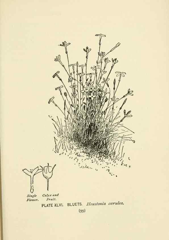 Reproducción/Reproduction 8443904505: A guide to the wild flowers,. New York,Stokes[1899]
