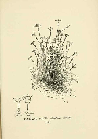 Reproducción/Reproduction 8443904505: A guide to the wild flowers,. New York,Stokes[1899]