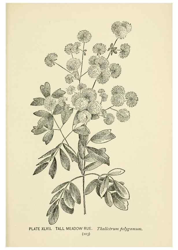 Reproducción/Reproduction 8444993422: A guide to the wild flowers,. New York,Stokes[1899]