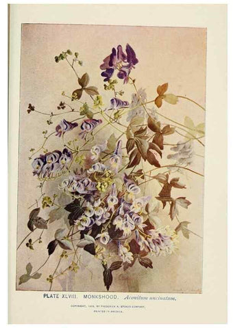 Reproducción/Reproduction 8443905339: A guide to the wild flowers,. New York,Stokes[1899]