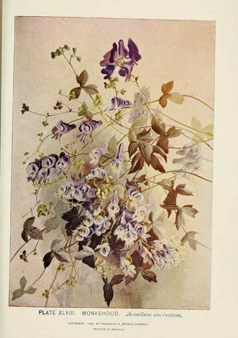 Reproducción/Reproduction 8443905339: A guide to the wild flowers,. New York,Stokes[1899]