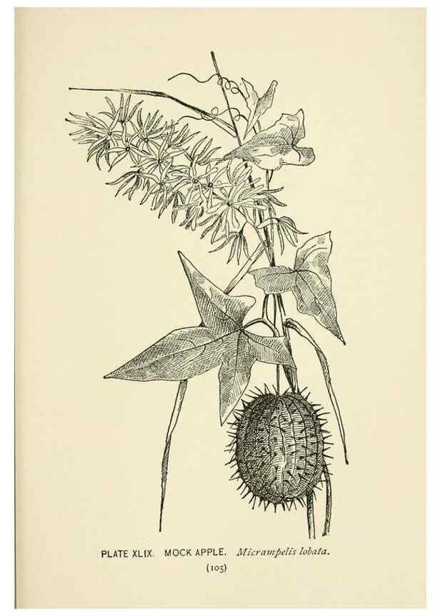 Reproducción/Reproduction 8444994528: A guide to the wild flowers,. New York,Stokes[1899]