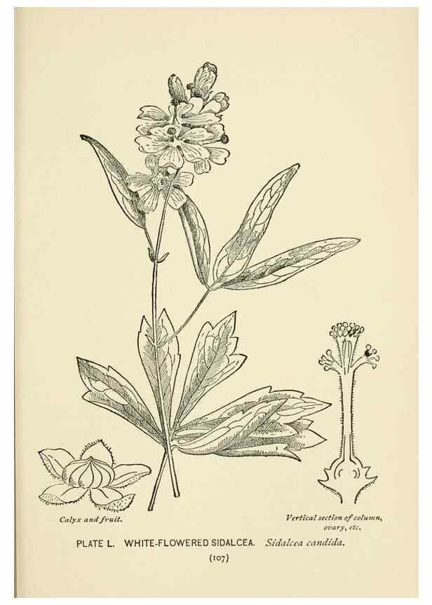 Reproducción/Reproduction 8443906579: A guide to the wild flowers,. New York,Stokes[1899]