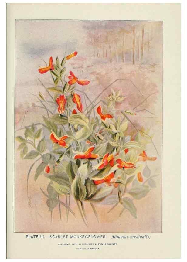 Reproducción/Reproduction 8444995614: A guide to the wild flowers,. New York,Stokes[1899]