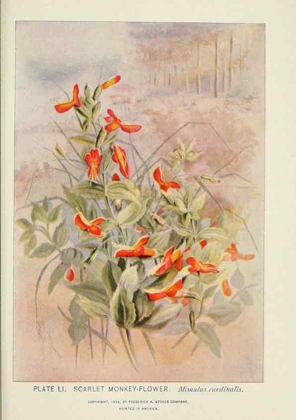 Reproducción/Reproduction 8444995614: A guide to the wild flowers,. New York,Stokes[1899]