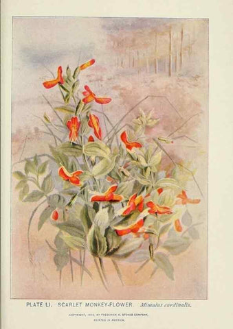 Reproducción/Reproduction 8444995614: A guide to the wild flowers,. New York,Stokes[1899]