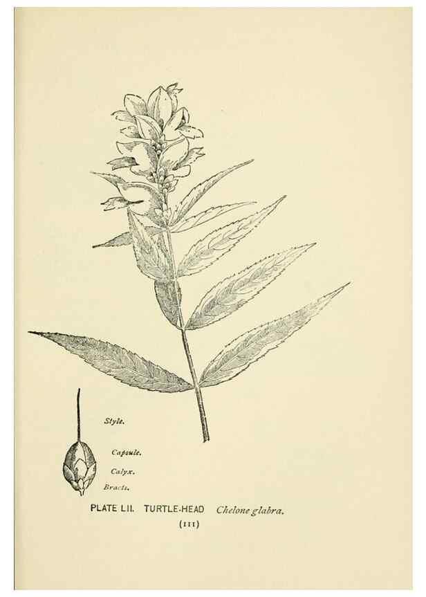 Reproducción/Reproduction 8444996268: A guide to the wild flowers,. New York,Stokes[1899]
