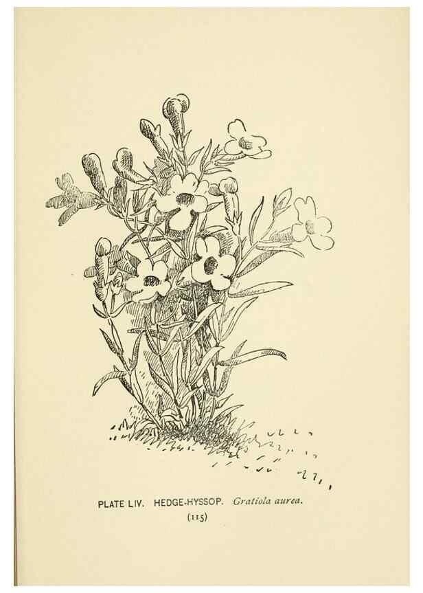 Reproducción/Reproduction 8444997684: A guide to the wild flowers,. New York,Stokes[1899]