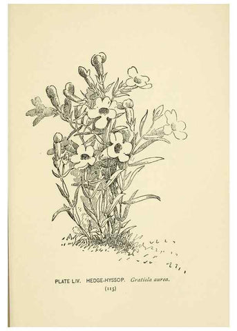 Reproducción/Reproduction 8444997684: A guide to the wild flowers,. New York,Stokes[1899]