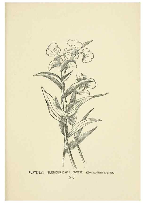 Reproducción/Reproduction 8443909517: A guide to the wild flowers,. New York,Stokes[1899]
