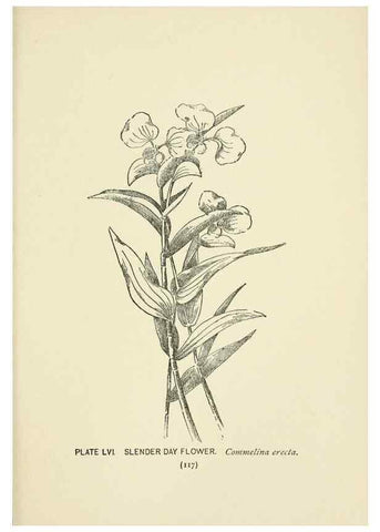 Reproducción/Reproduction 8443909517: A guide to the wild flowers,. New York,Stokes[1899]