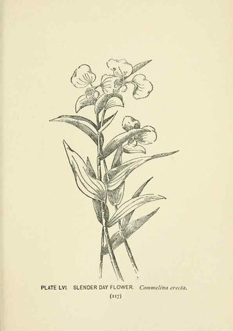 Reproducción/Reproduction 8443909517: A guide to the wild flowers,. New York,Stokes[1899]