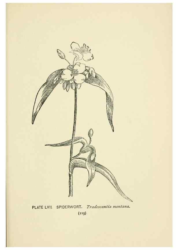 Reproducción/Reproduction 8443909901: A guide to the wild flowers,. New York,Stokes[1899]