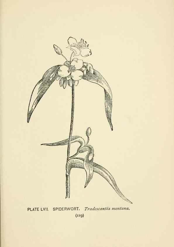 Reproducción/Reproduction 8443909901: A guide to the wild flowers,. New York,Stokes[1899]