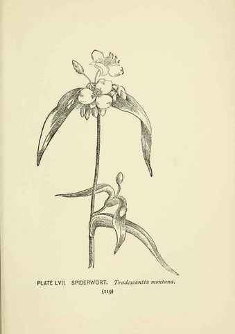 Reproducción/Reproduction 8443909901: A guide to the wild flowers,. New York,Stokes[1899]