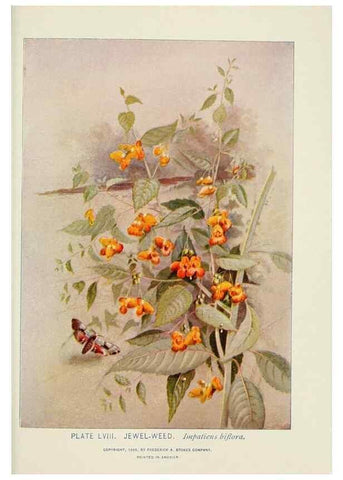 Reproducción/Reproduction 8443910271: A guide to the wild flowers,. New York,Stokes[1899]