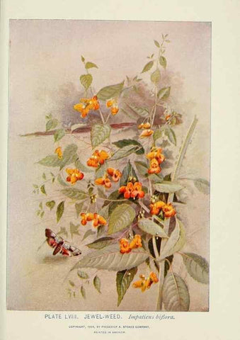 Reproducción/Reproduction 8443910271: A guide to the wild flowers,. New York,Stokes[1899]
