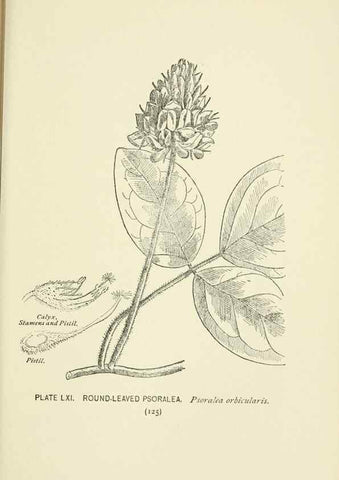 Reproducción/Reproduction 8443912029: A guide to the wild flowers,. New York,Stokes[1899]