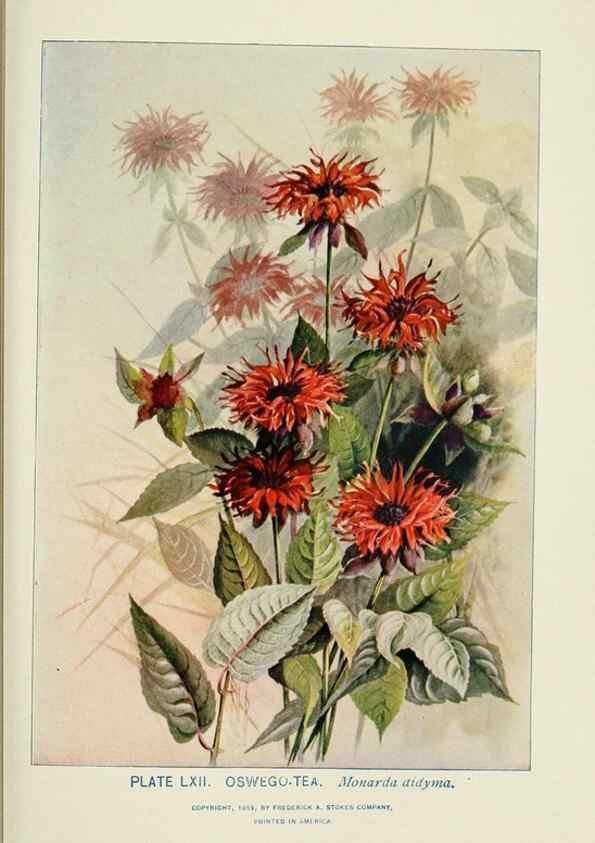 Reproducción/Reproduction 8443912427: A guide to the wild flowers,. New York,Stokes[1899]
