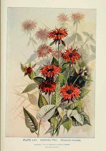 Reproducción/Reproduction 8443912427: A guide to the wild flowers,. New York,Stokes[1899]