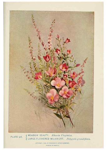 Reproducción/Reproduction 8444997318: A guide to the wild flowers,. New York,Stokes[1899]