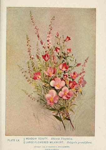 Reproducción/Reproduction 8444997318: A guide to the wild flowers,. New York,Stokes[1899]