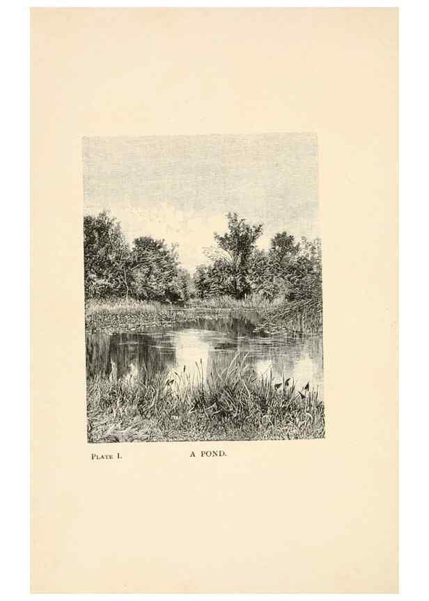 Reproducción/Reproduction 8494224735: Insect life;. New York,D.Appleton and Company,1897.
