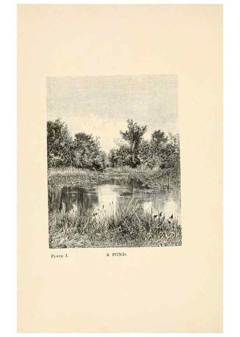 Reproducción/Reproduction 8494224735: Insect life;. New York,D.Appleton and Company,1897.